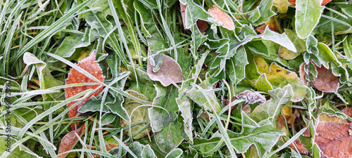 Autumn yellow orange leaves covered with frost and ice on green grass. photo