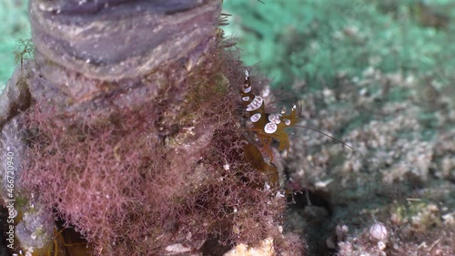 Hingeback shrimp in sea anemone photo