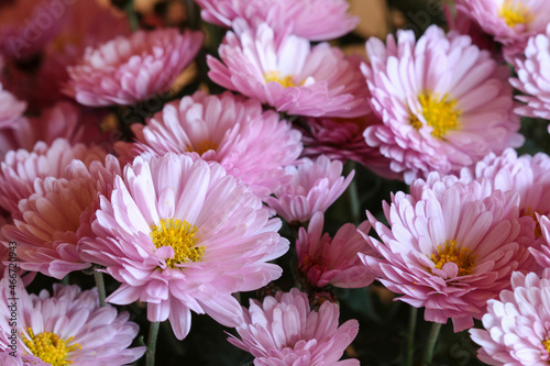 A beautiful pink  chrysanthemum flowers. © agneskantaruk