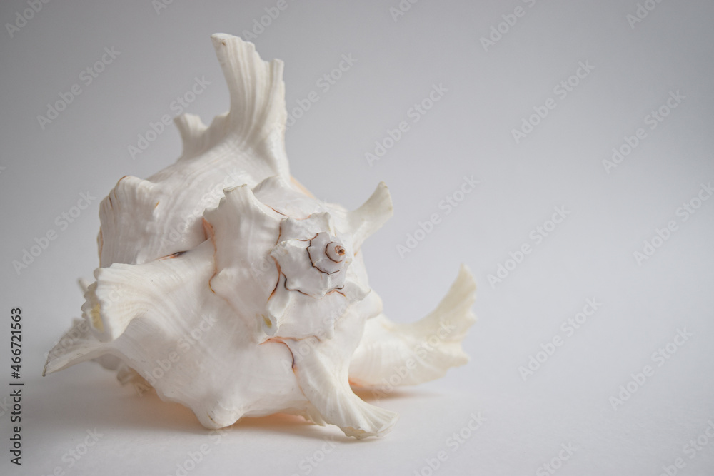 white on white
seashell white on white
seashell