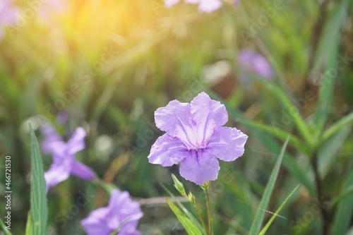 purple ruellia tuberosa flower in nature garden