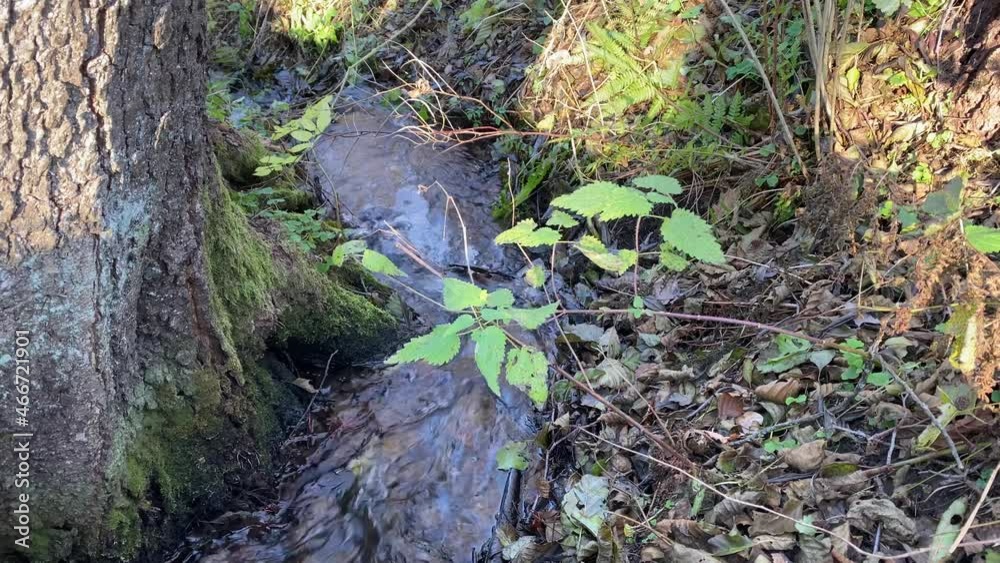 rapid forest stream rapid forest stream