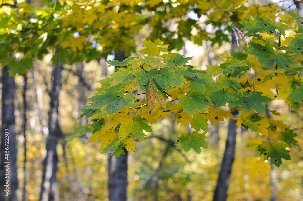 autumn park - maple leaves green and yellow autumn park - maple leaves green and yellow