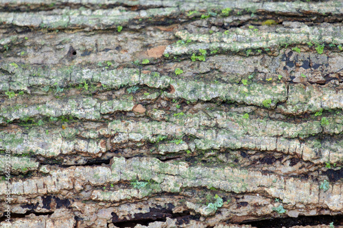 texture of wood trunk with small green lichens