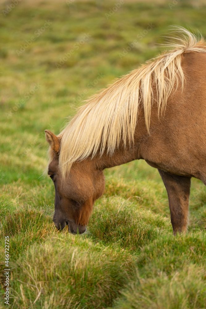 Fototapeta premium horse eating grass