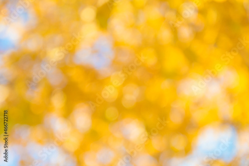 Beautiful yellow natural background with bokeh; Defocused yellow birch leaves against the blue sky