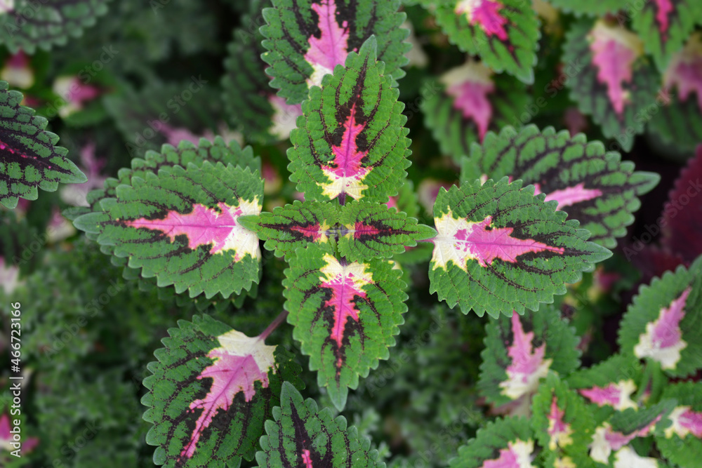 Painted nettle Painted nettle