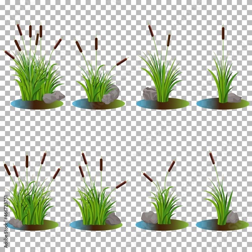 Vector big set of variety cattail stalk bushes in swamp water with stones on the side. Props decoration isolated on transparent background