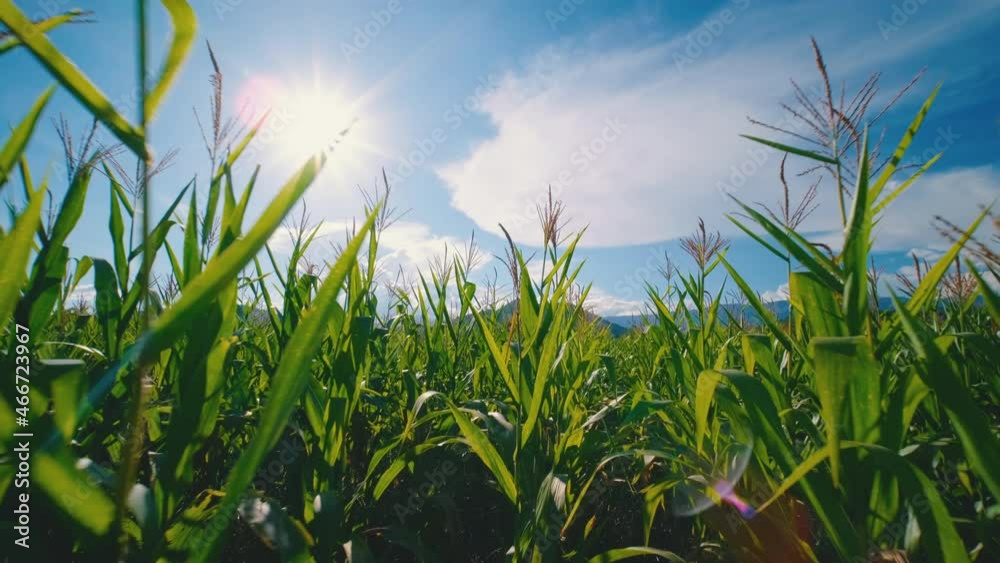 cameras Point of view are farmer walking through green corn maize in agricultural plantation with sun shines and sun flares and blue sky, sunbeams, cereal plant, agricultural industry, slow motion cameras Point of view are farmer walking through green corn maize in agricultural plantation with sun shines and sun flares and blue sky, sunbeams, cereal plant, agricultural industry, slow motion