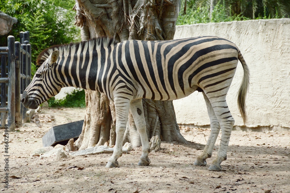 close up zebra in country farm close up zebra in country farm