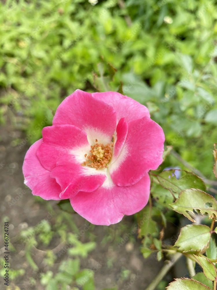 pink rose flower in nature garden