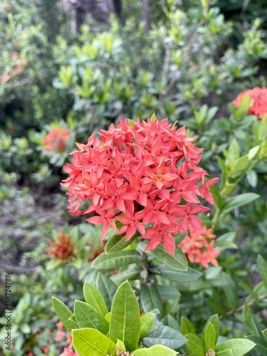 red ixora flower in nature garden