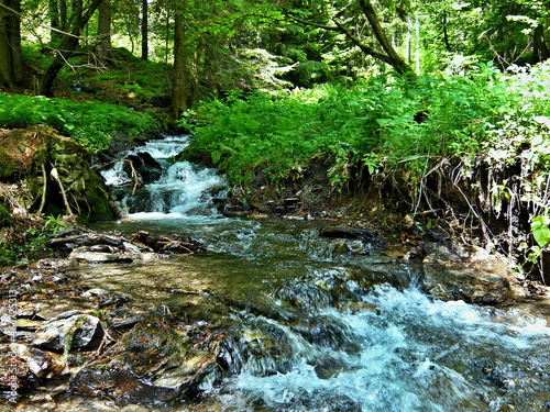Fotografia Czech Republic-view of the brook in forest
