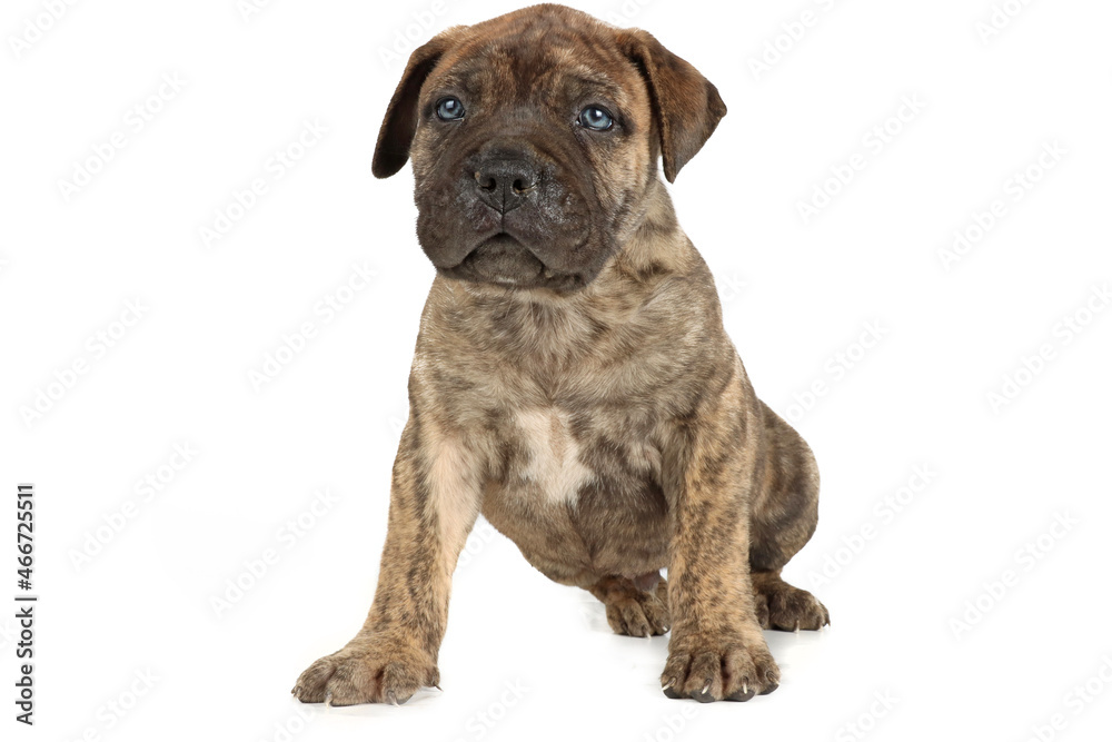 brindle bullmastiff puppy isolated on white background brindle bullmastiff puppy isolated on white background