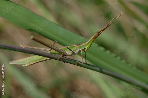 Agrica ungarica (Common cone-headed grasshopper, or Nosed grasshopper, or Mediterranean slant-faced grasshopper)