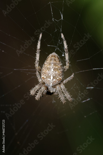 Spider (Araneus diadematus) on its web