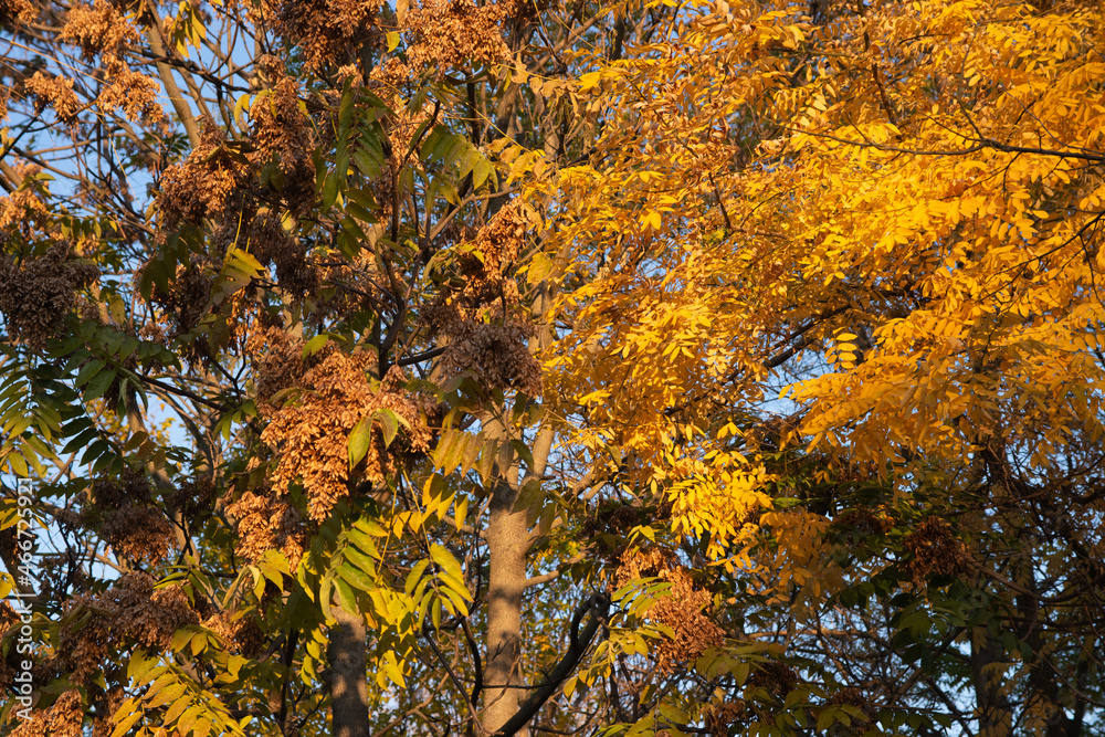 autumn leaves in the forest autumn leaves in the forest