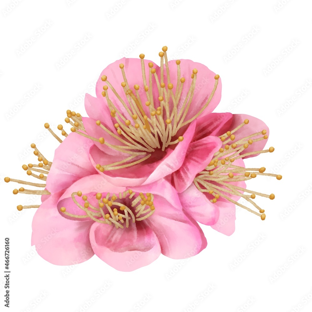 鮮やかなピンク色の梅の花4輪 線画なし Stock Illustration Adobe Stock