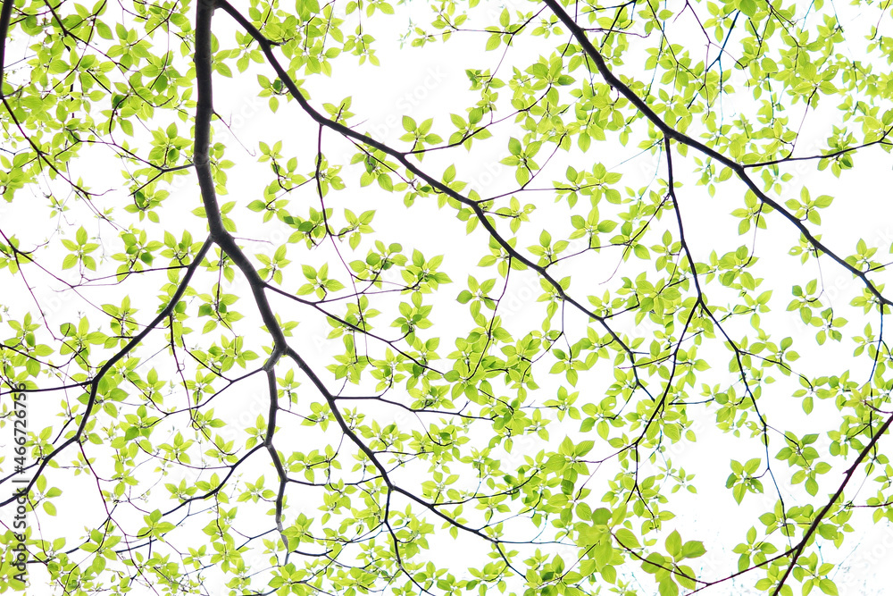 Fototapeta premium green leaves on a branch (Jeju Saryeoni)