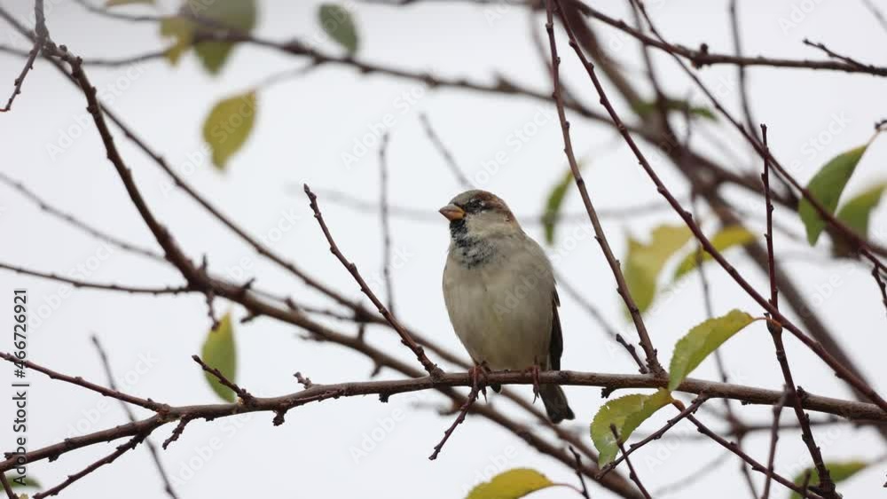 Beautiful Sparrow Bird Perched On Twigs In The Wild Habitat. Closeup, Selective Focus Beautiful Sparrow Bird Perched On Twigs In The Wild Habitat. Closeup, Selective Focus