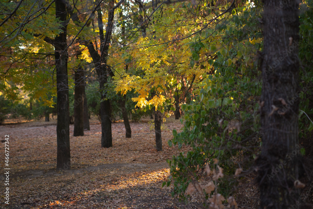 Naklejka premium Autumn is golden in the forest. Backlit evening light. Autumn textural background.