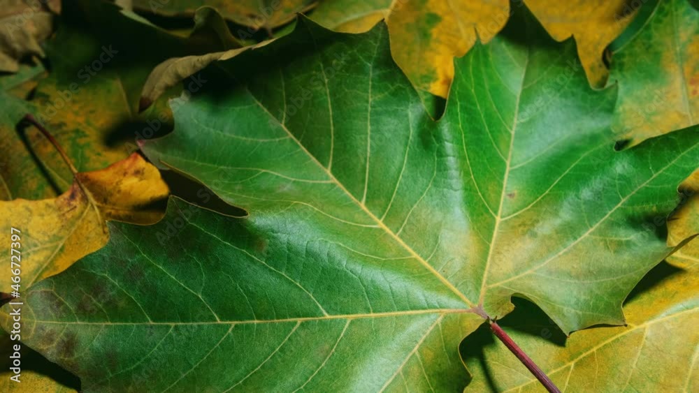 Close-up detail time-lapse of tree leaves dry up and change color during fall. Green autumn leaf getting yellow and orange. Timelapse plant leaf texture aging during seasons change