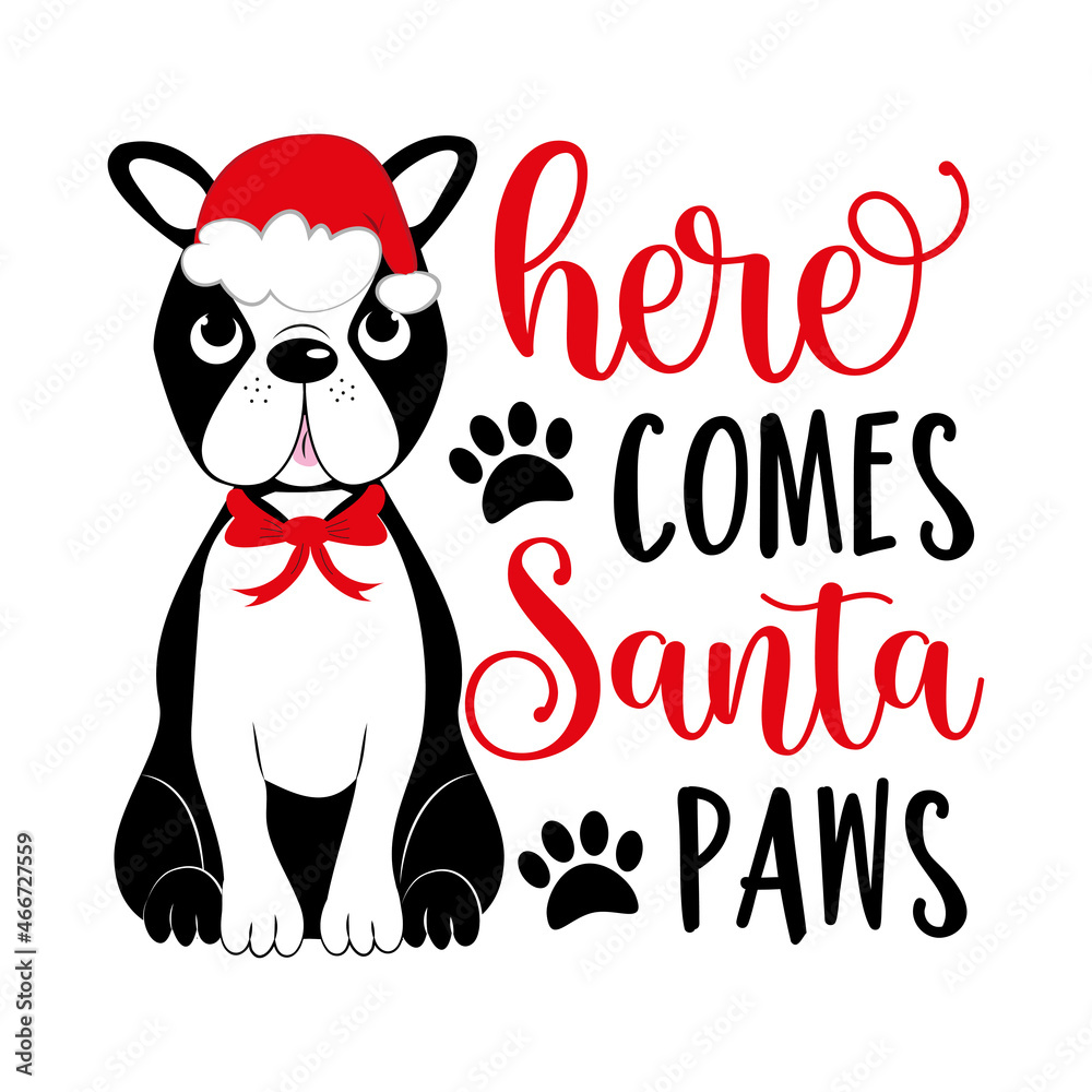 Here comes Santa paws - funny saying with cute boston terrier in Santa hat.  Good for greeting card, textile print, poster, label an other decoration  for Christmas. Stock Vector | Adobe Stock