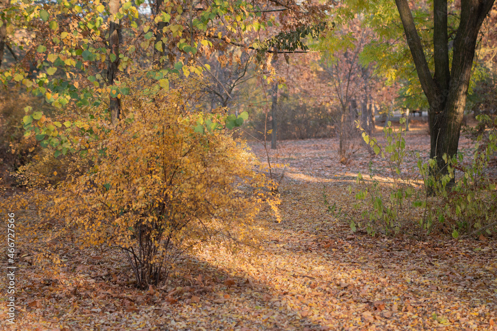 Obraz premium autumn in the forest