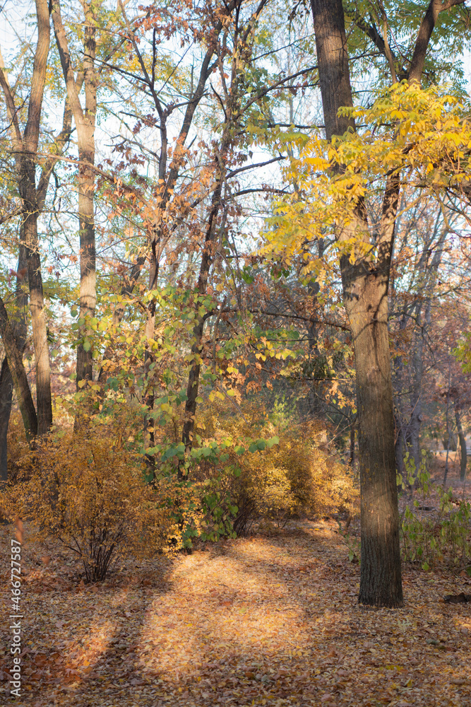 Fototapeta premium autumn in the forest