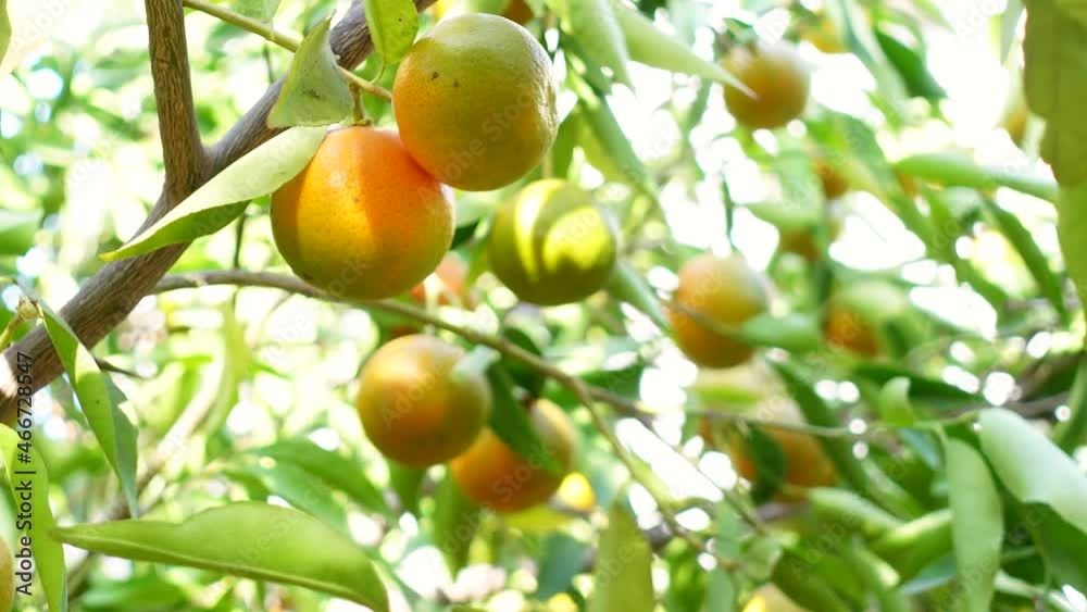 4K. Ripe of fresh juicy orange mandarin in greenery on tree branches. Natural outdoor food background. Tangerine sunny garden with green leaves and citrus fruits. 4K. Ripe of fresh juicy orange mandarin in greenery on tree branches. Natural outdoor food background. Tangerine sunny garden with green leaves and citrus fruits.