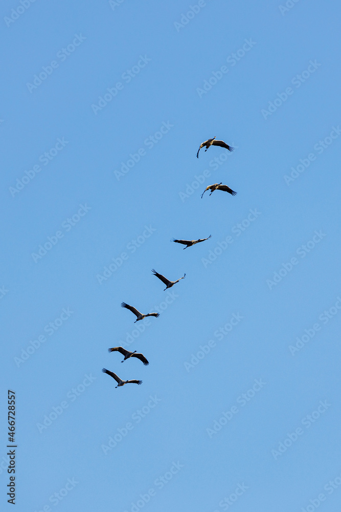 The crane migration in the autumn at Kelbra in Saxony Anhalt	