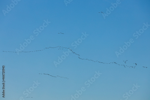 The crane migration in the autumn at Kelbra in Saxony Anhalt 