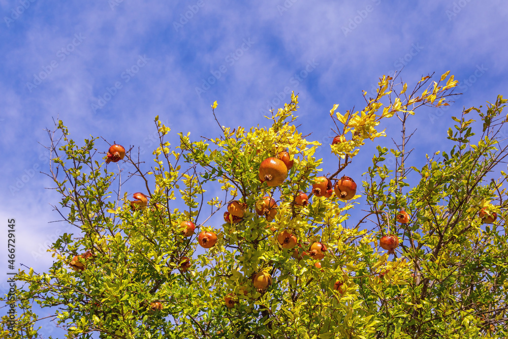 Sunny autumn. Branches of pomegranate tree with leaves and fruit against sky Sunny autumn. Branches of pomegranate tree with leaves and fruit against sky