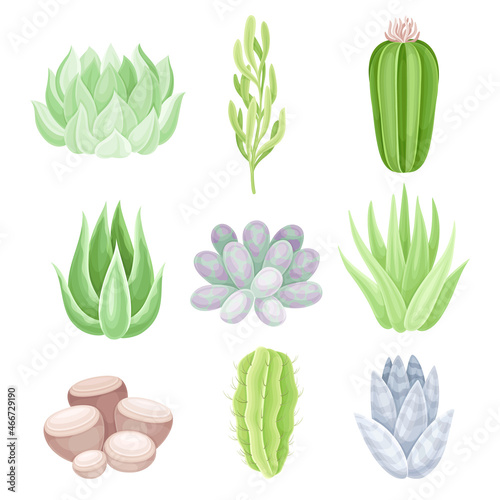 Succulent indoor plants set. Trendy home, office decor vector illustration photo