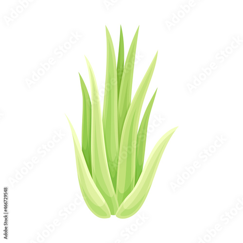Haworthia succulent indoor plant. Trendy home, office decor vector illustration