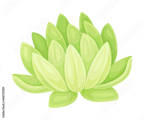 Echeveria succulent indoor plant. Trendy home, office decor vector illustration