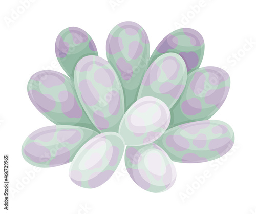 Succulent indoor plant. Scandinavian style decor element vector illustration