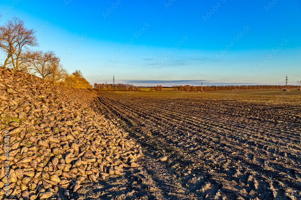 A large pile of harvested sugar beets on an agricultural field in Ukraine at sunset in autumn October November. Sugar beet farm. Sugar food production. Ukraine is a major global sugar producer.