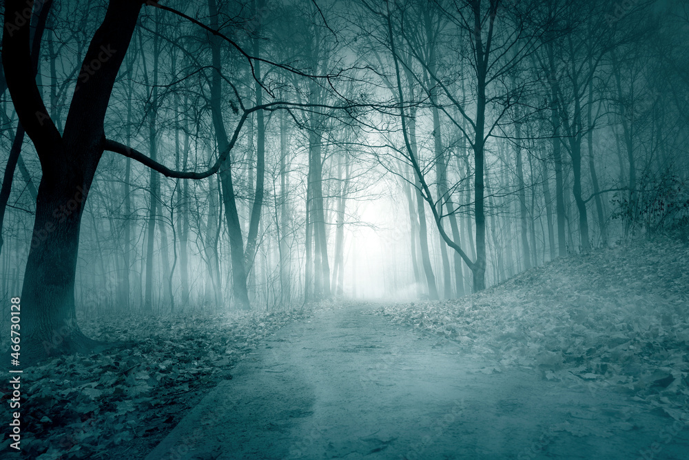 Foggy night forest with moonlight. Spooky autumn forest and fog. Mystery backdrop with dark trees. Foggy night forest with moonlight. Spooky autumn forest and fog. Mystery backdrop with dark trees.