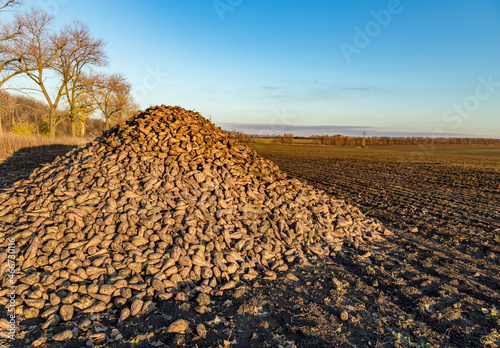 A large pile of harvested sugar beets on an agricultural field in Ukraine at sunset in autumn October November. Sugar beet farm. Sugar food production. Ukraine is a major global sugar producer.