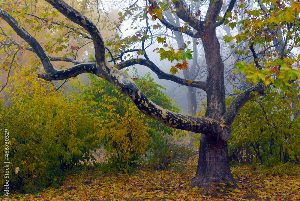 Colorful autumn trees with yellowed foliage in the autumn park. Colorful autumn trees with yellowed foliage in the autumn park.