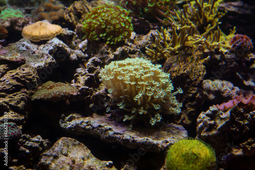 Underwater world. Coral reef under water © IvSky