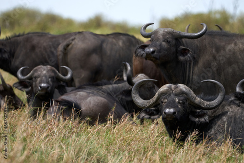 herd of kaffir buffalo lying in the grass in the masai mara nature reserve  kenya