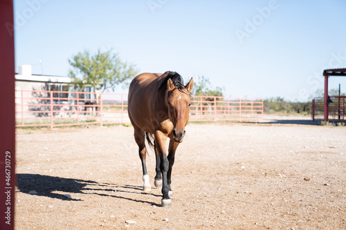 Horses and cattle feeding in hot weather  © Gino