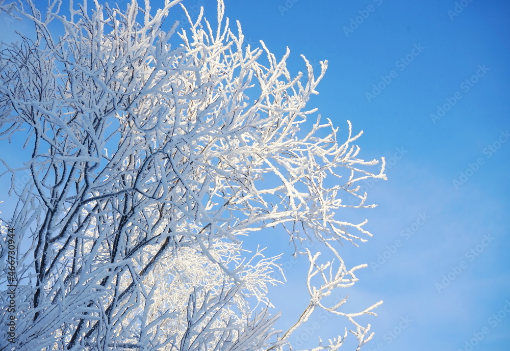 Snow covered branches against the blue sky. New Year's and Christmas holidays. Winter landscape.	