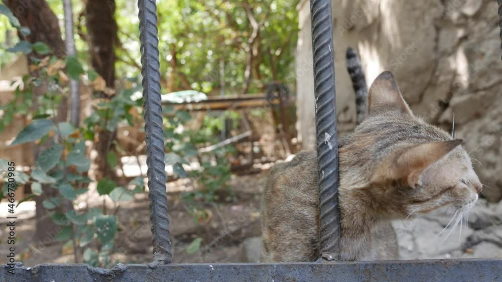 Homeless multicolored cat walks outside. Concept of stray animals Homeless multicolored cat walks outside. Concept of stray animals