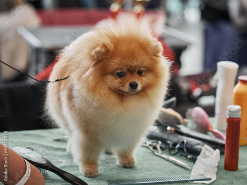 Cute Pomeranian dog stands on a dog Barber table to have a haircut. Professional dog grooming photo