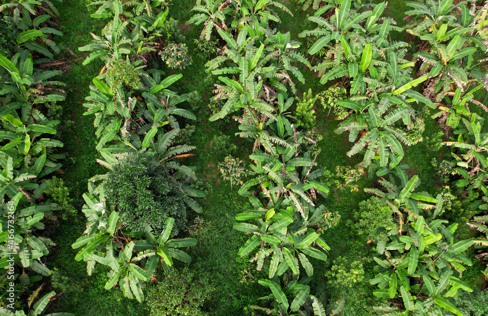 Integrated farming,agricultural system in which a farmer conducts different agricultural practice together two or more of plants simultaneously in the same field Integrated farming,agricultural system in which a farmer conducts different agricultural practice together two or more of plants simultaneously in the same field