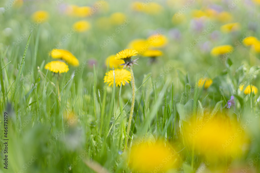 Green field with yellow dandelions. Nature floral background in early summer. Romantic landscape panorama, copy space.