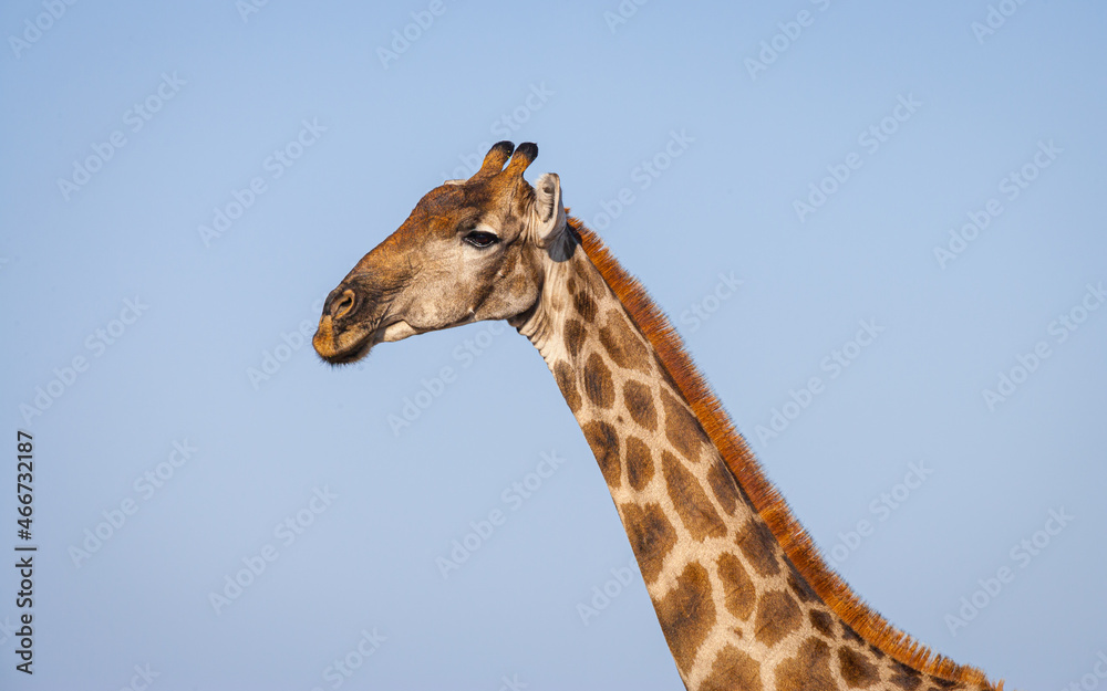 Obraz premium Portrait of a Giraffe (giraffa camelopardalis) 